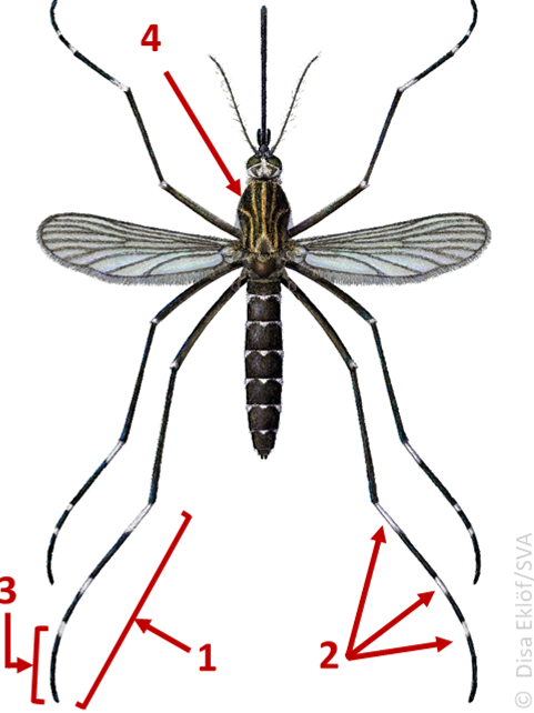 Ae japonicus annotated