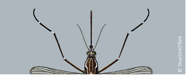  Aedes aegypti vrouwtjes antennes