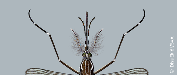  Aedes aegypti mannetjes antennes
